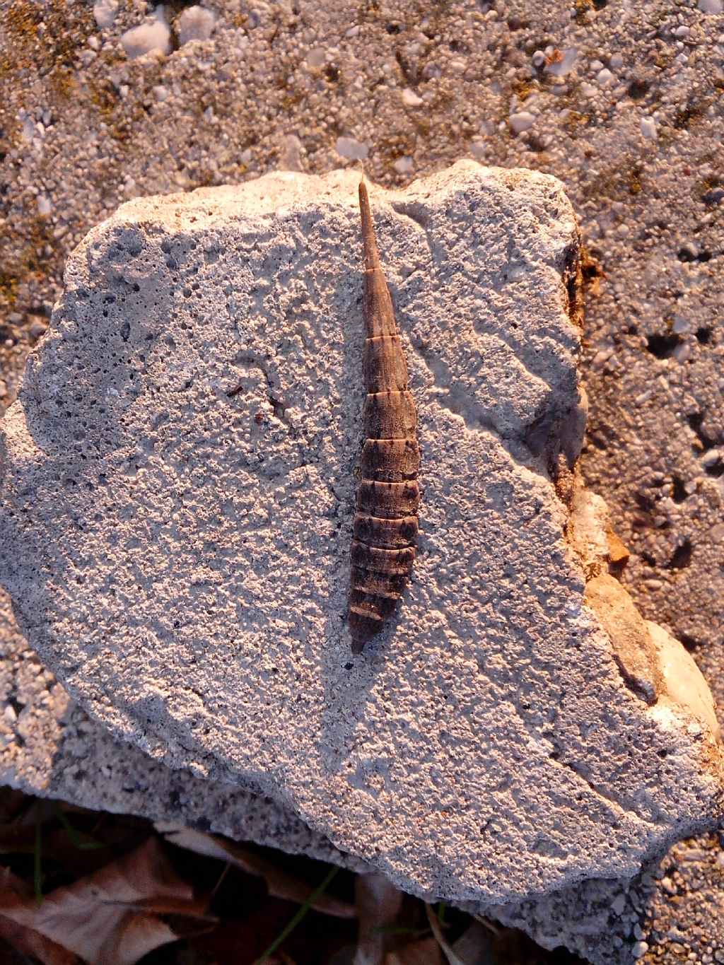 ciao a tutti (larva di dittero Stratiomidae)