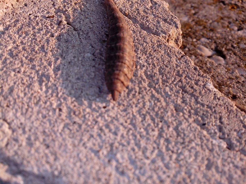 ciao a tutti (larva di dittero Stratiomidae)