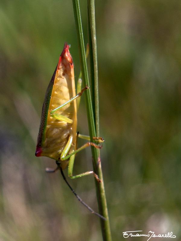 Acanthosomatidae:  Acanthosoma haemorrhoidale del cuneese