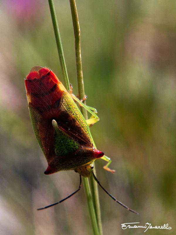 Acanthosomatidae:  Acanthosoma haemorrhoidale del cuneese