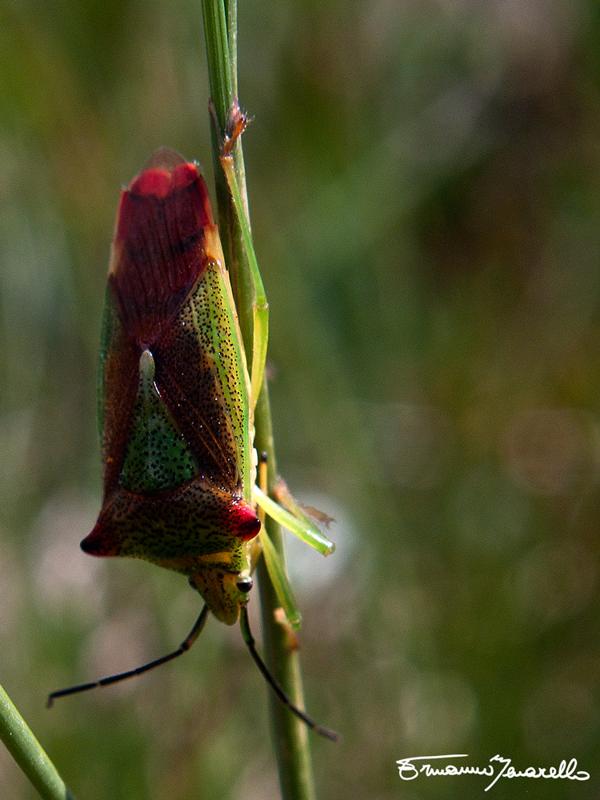 Acanthosomatidae:  Acanthosoma haemorrhoidale del cuneese