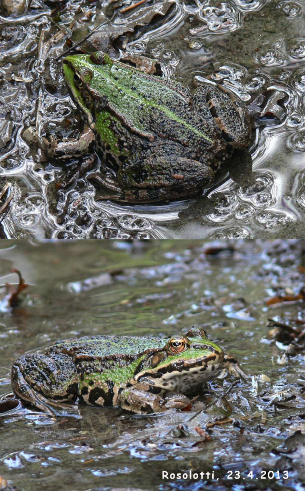 identificazione rane 4 - Pelophylax sp.