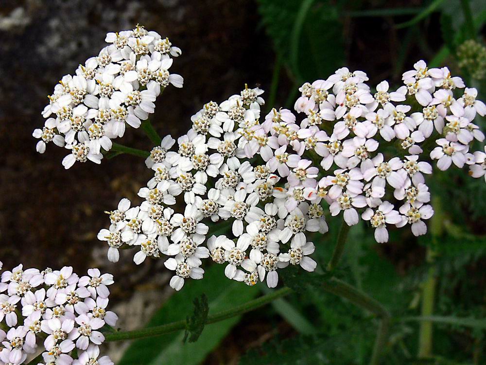 Achillea stricta / Millefoglio subalpino