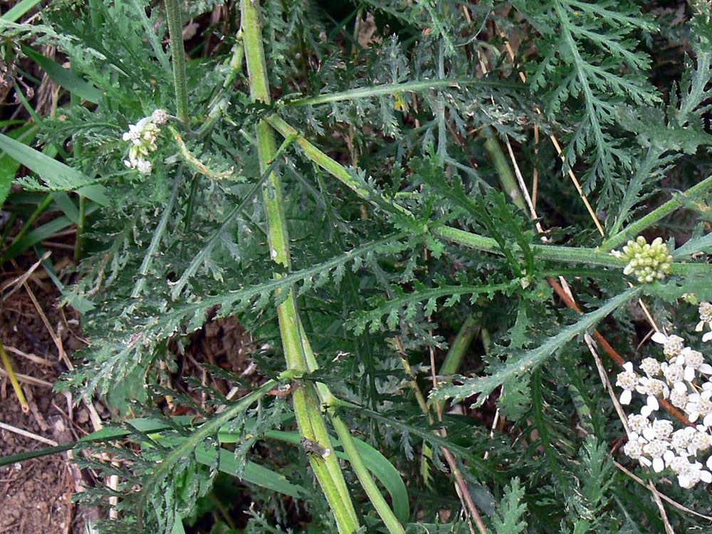 Achillea stricta / Millefoglio subalpino