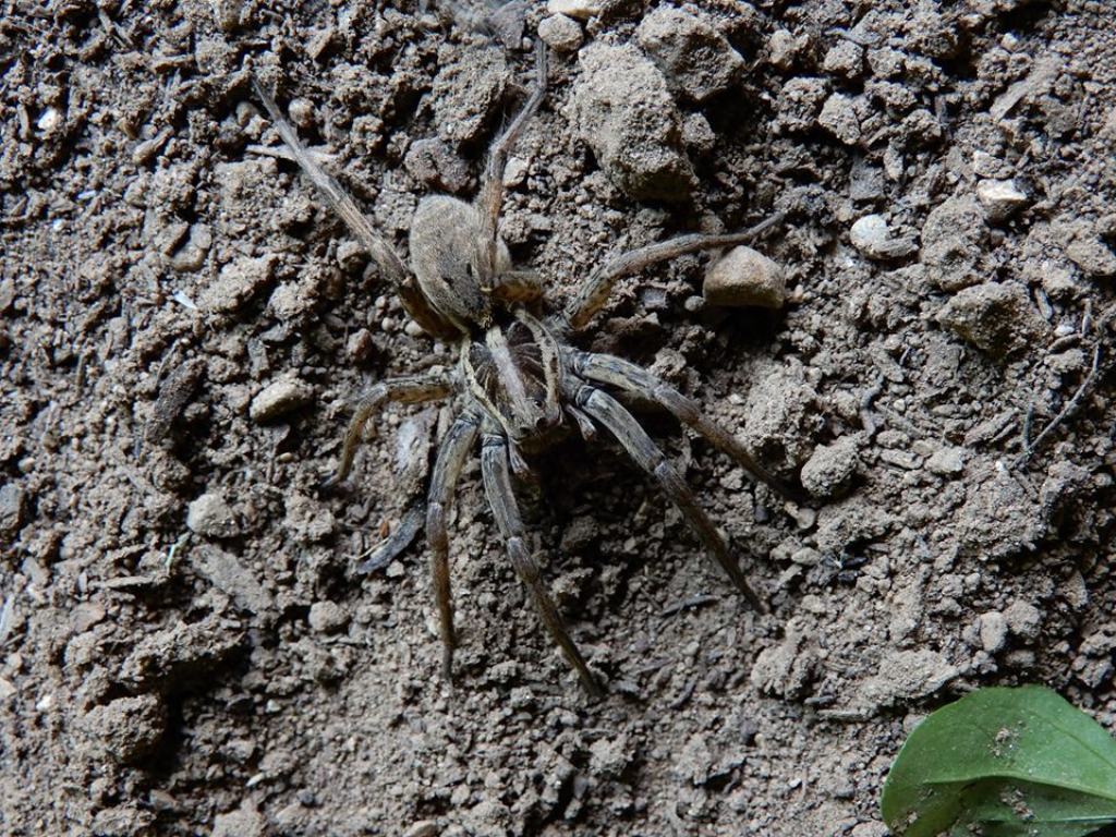 Hogna radiata - Vallagarina (TN)