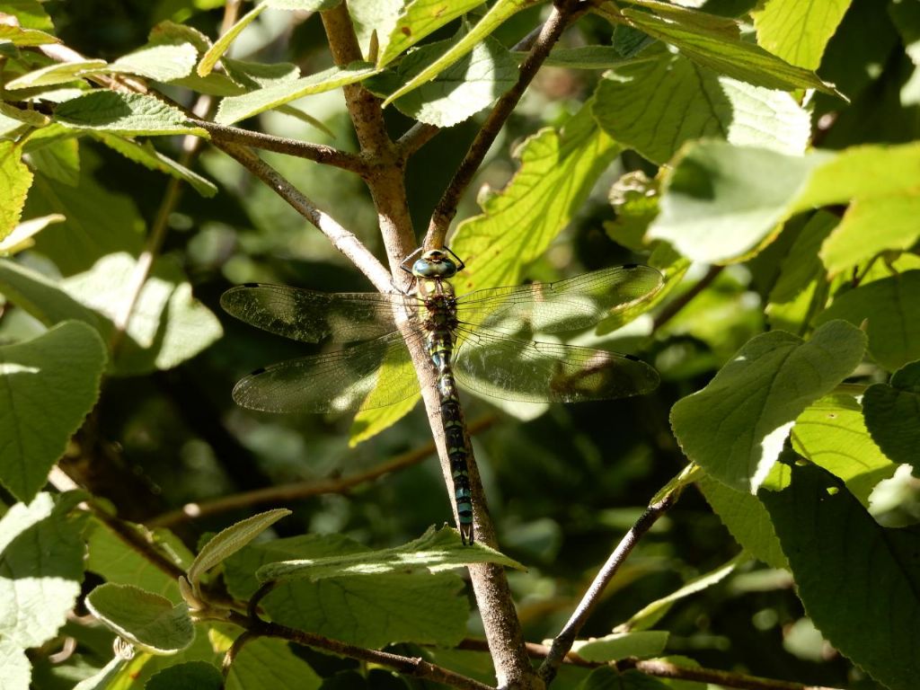 Aeshna cyanea