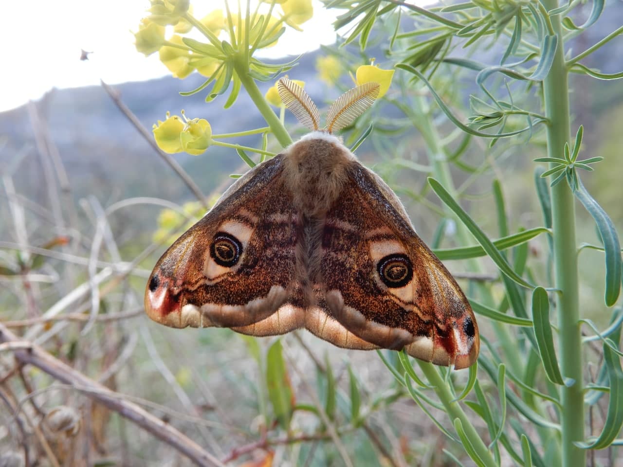 Saturnia pavoniella?  S !