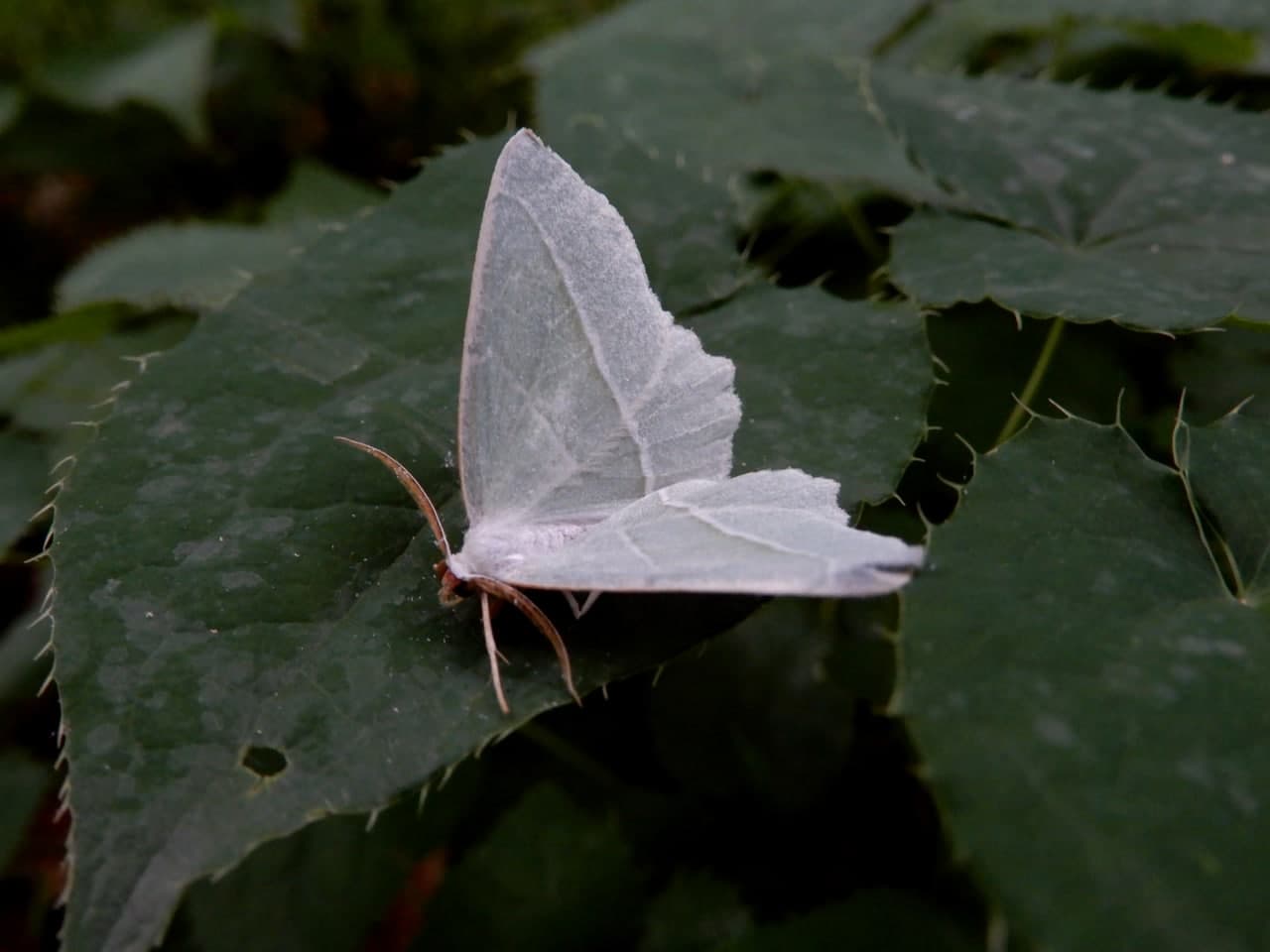 Campaea margaritaria - Geometridae