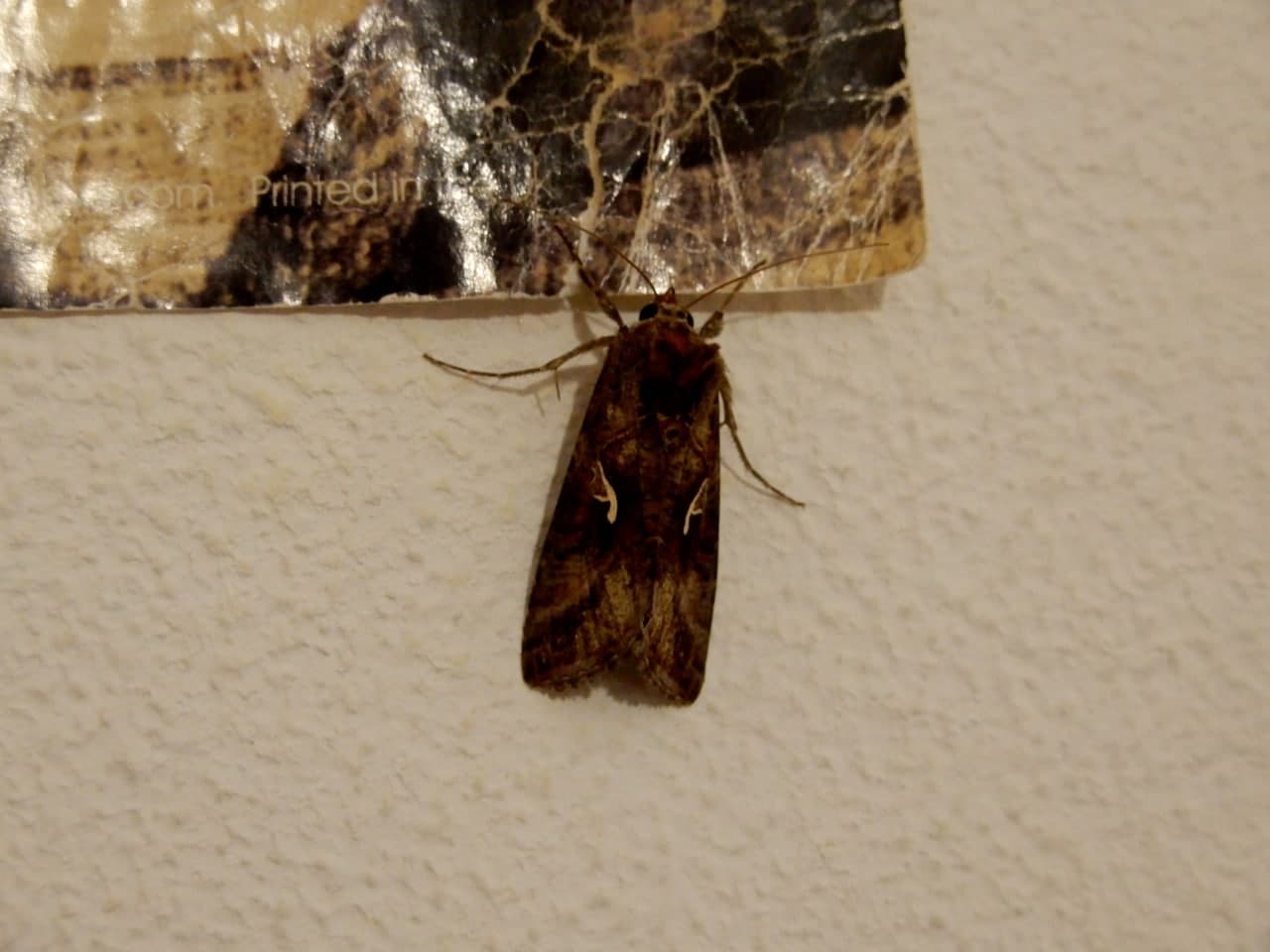 Noctuidae: Autographa gamma