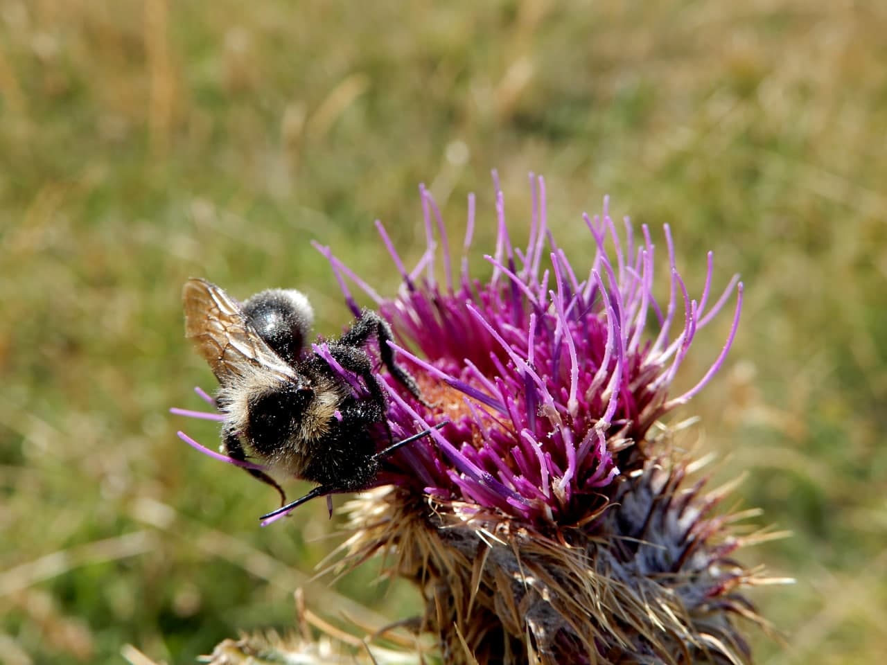 Apidae: cfr. Bombus (Psithyrus) sp.