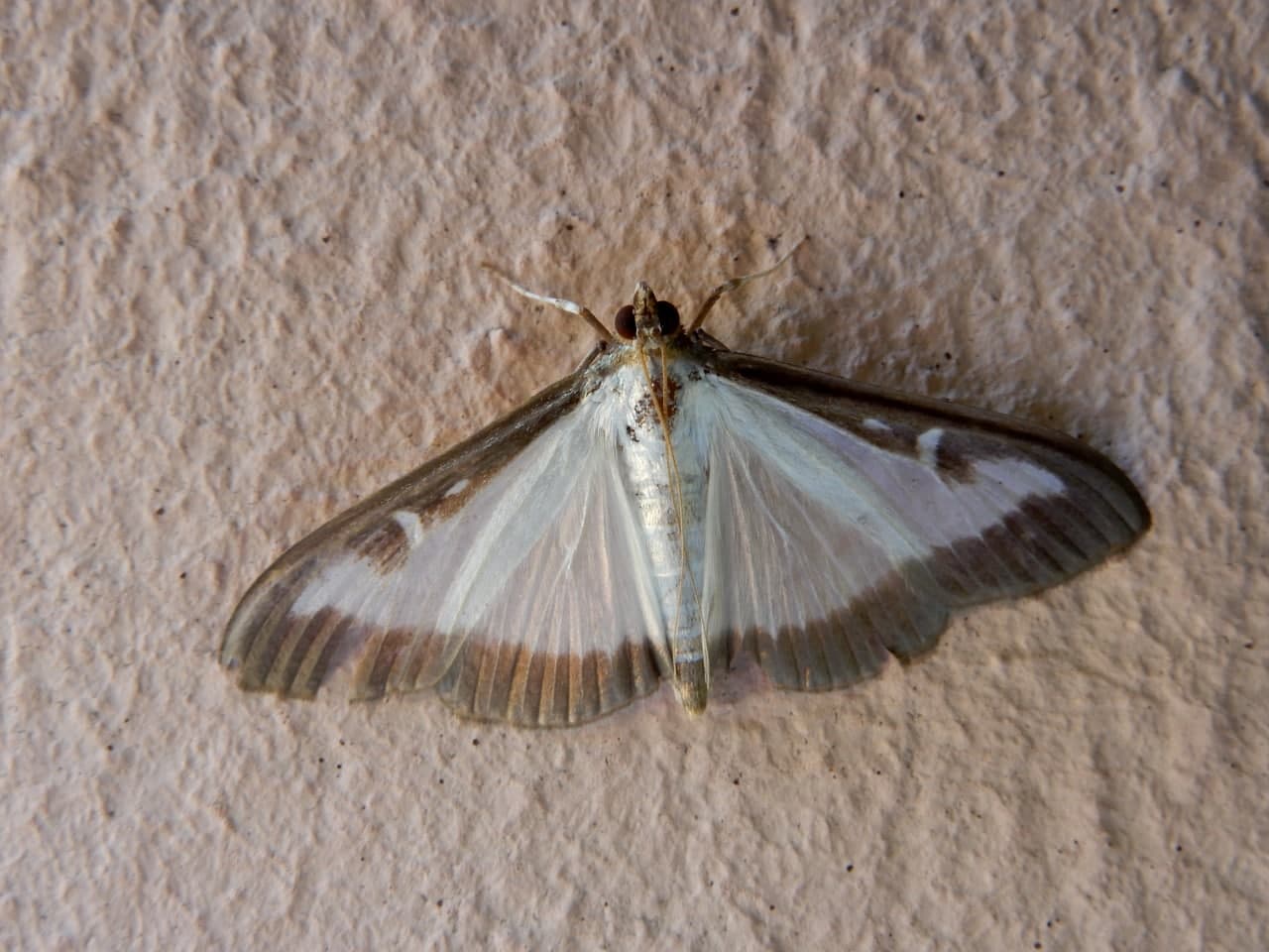 Cydalima perspectalis?  S