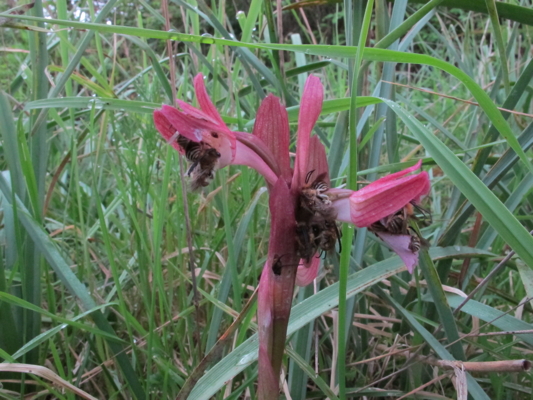 Orchidea carnivora?