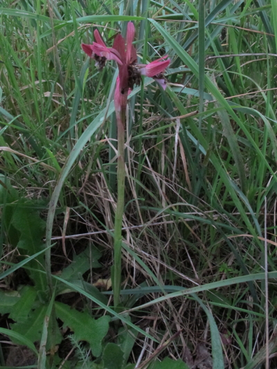 Orchidea carnivora?