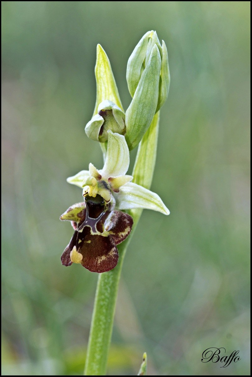 Ophrys holosericea subsp. holosericea (Burm.f.) Greutern -