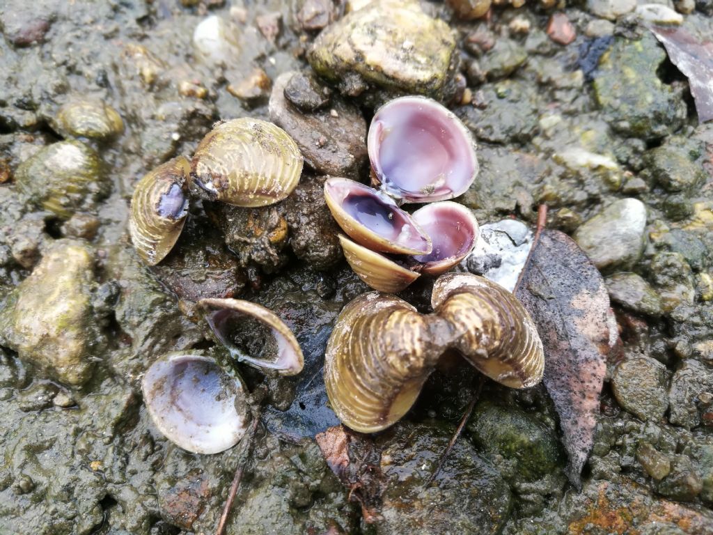 Vongole asiatiche