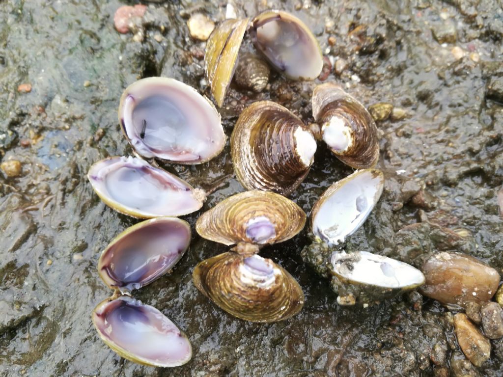 Vongole asiatiche