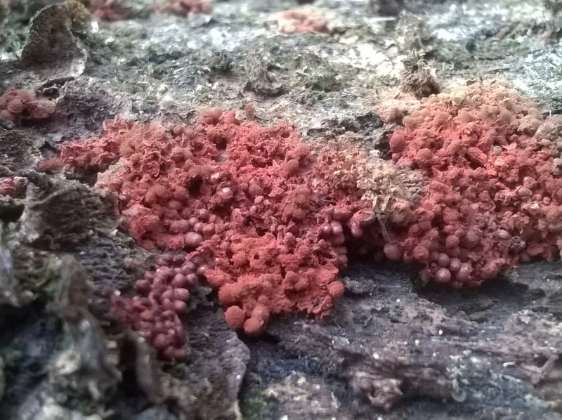 Myxomycete