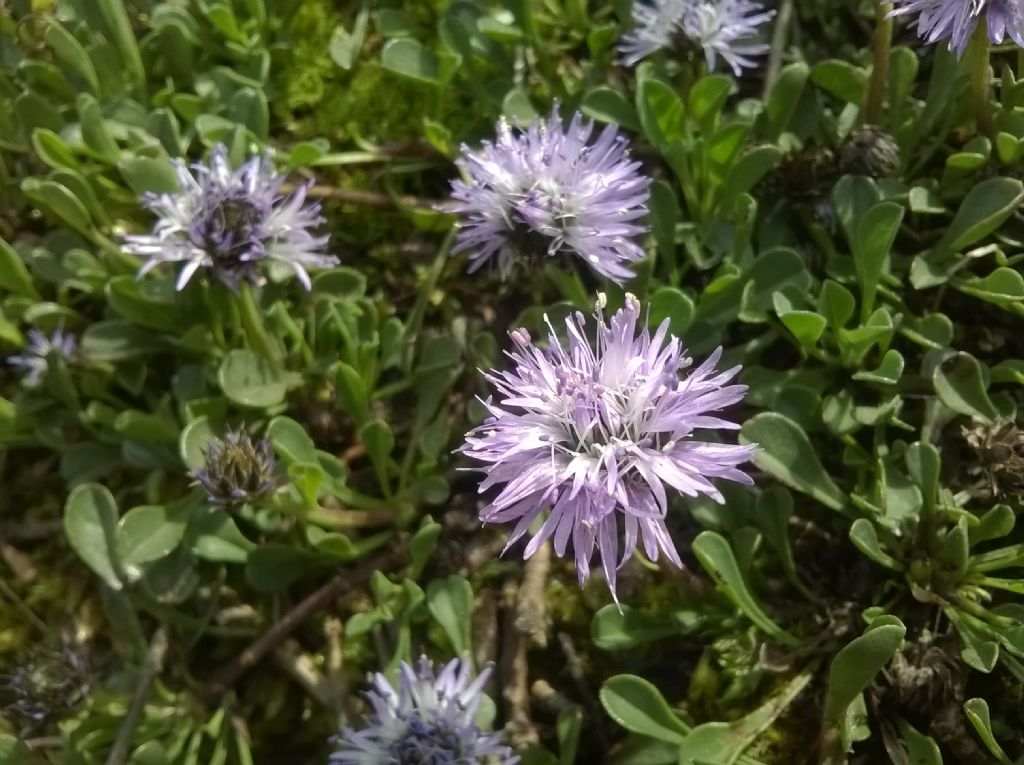 Globularia cordifolia ?  S  (Plantaginaceae)