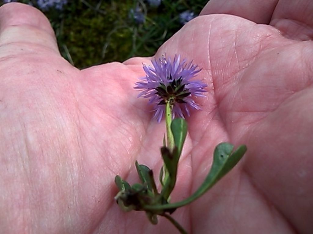 Globularia cordifolia ?  S  (Plantaginaceae)