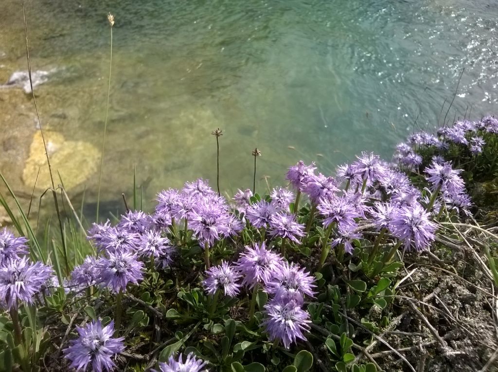 Globularia cordifolia ?  S  (Plantaginaceae)