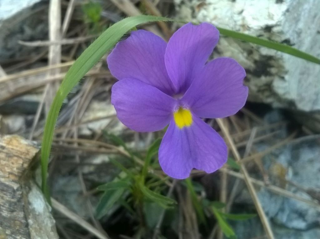 Viola bertolonii