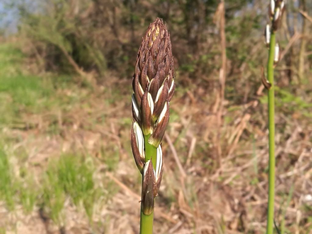 Asphodelus macrocarpus subsp. macrocarpus (Asphodelaceae)