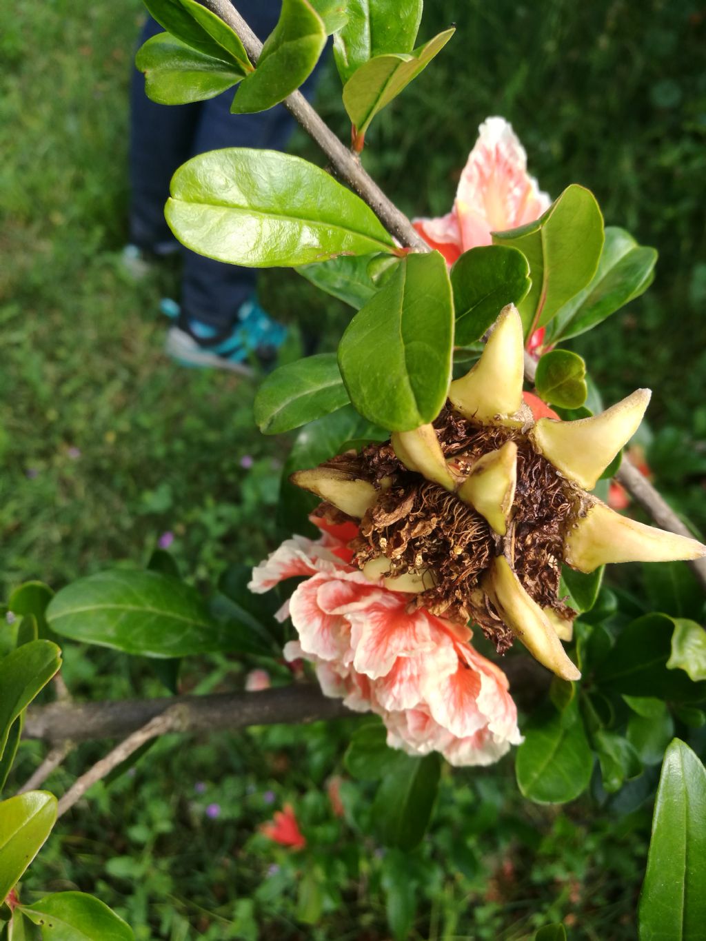 Fiori di Melograno