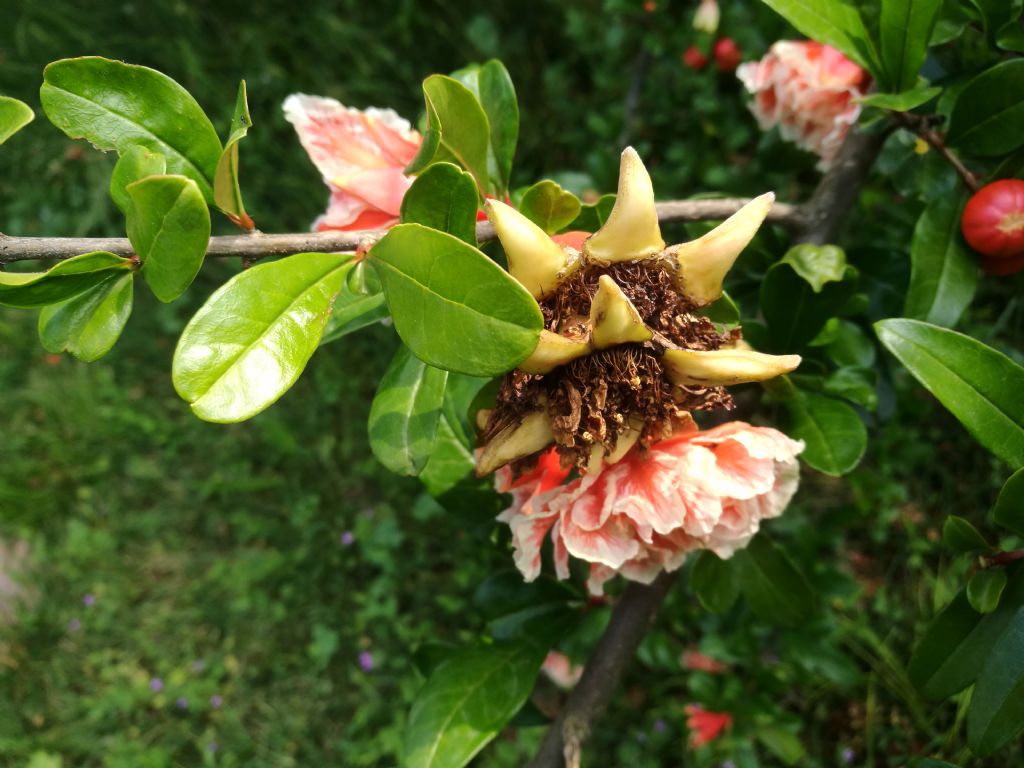 Fiori di Melograno