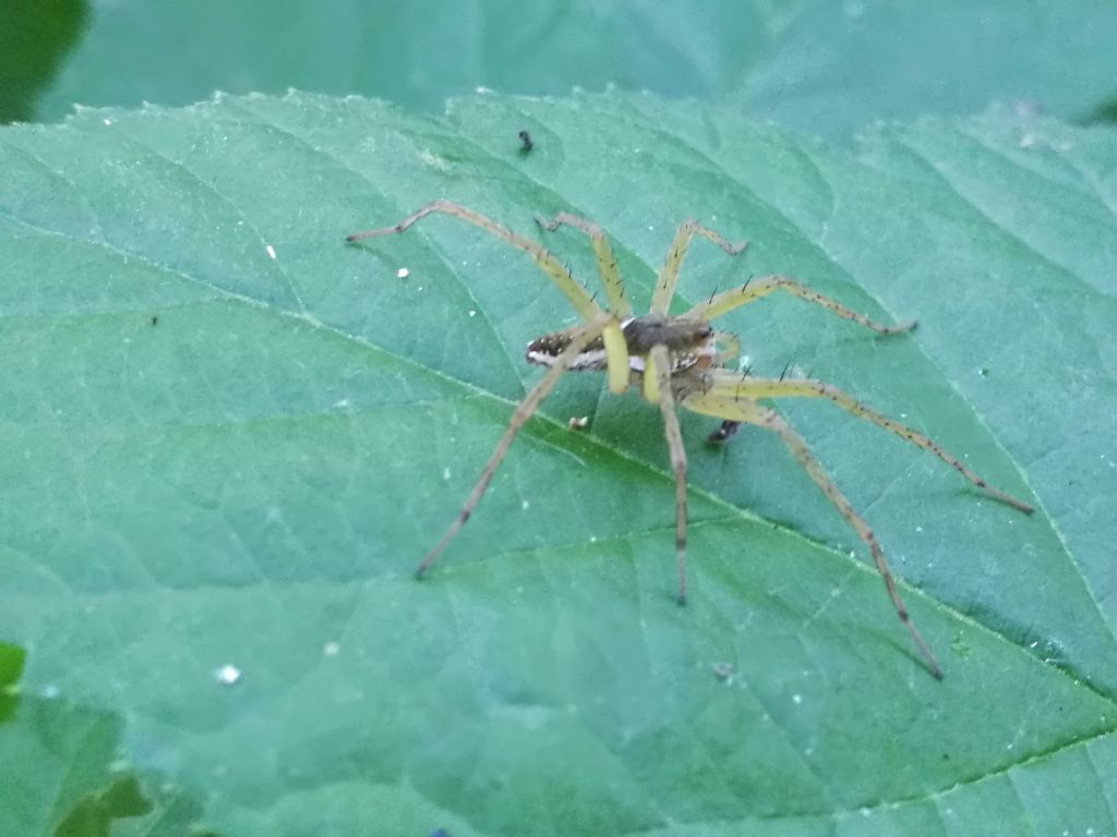 Dolomedes sp., giovane maschio - Cameri (NO)