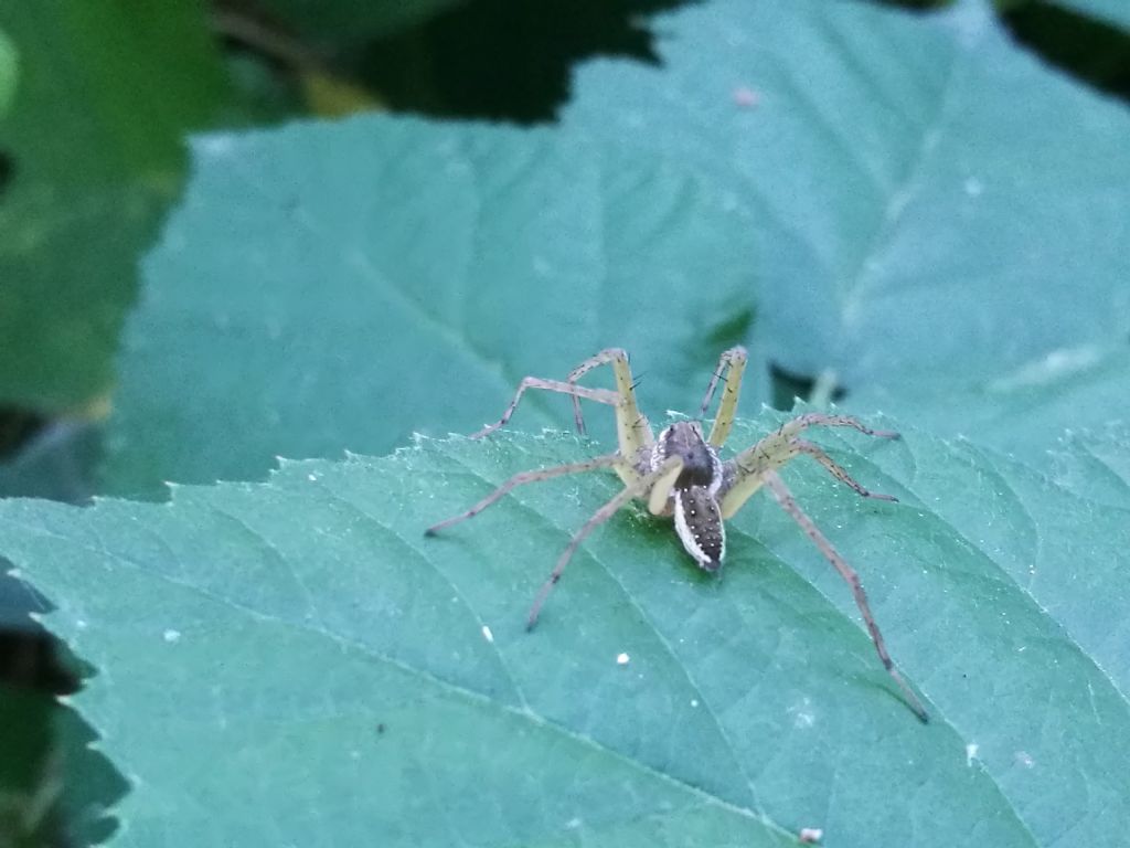 Dolomedes sp., giovane maschio - Cameri (NO)