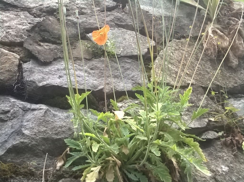 Papaver atlanticum / Papavero atlantico