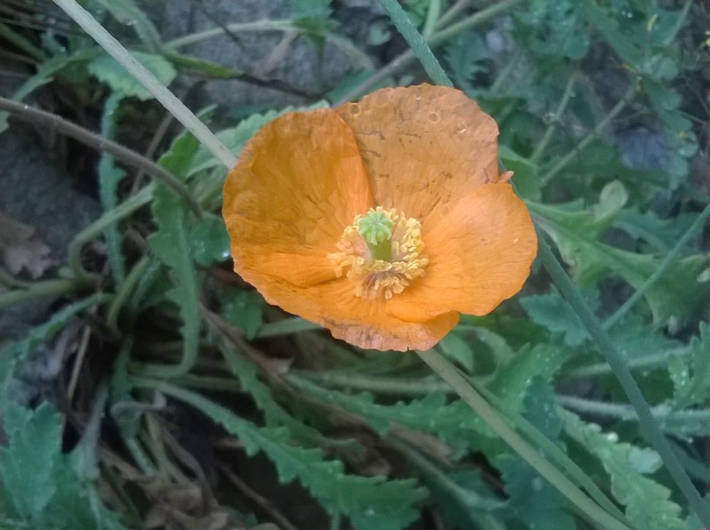 Papaver atlanticum / Papavero atlantico