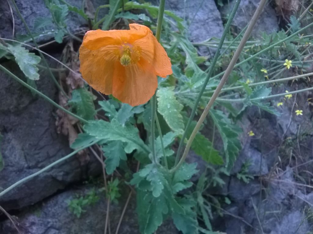 Papaver atlanticum / Papavero atlantico