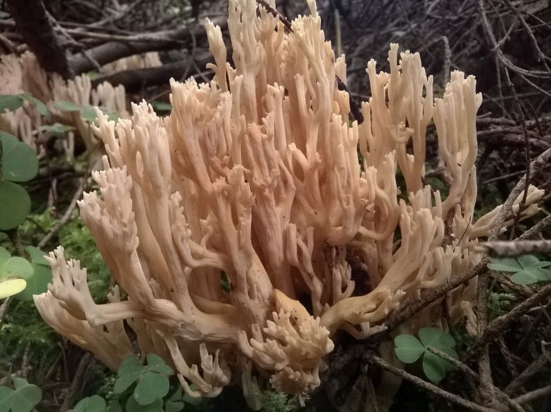 Ramaria Sp.