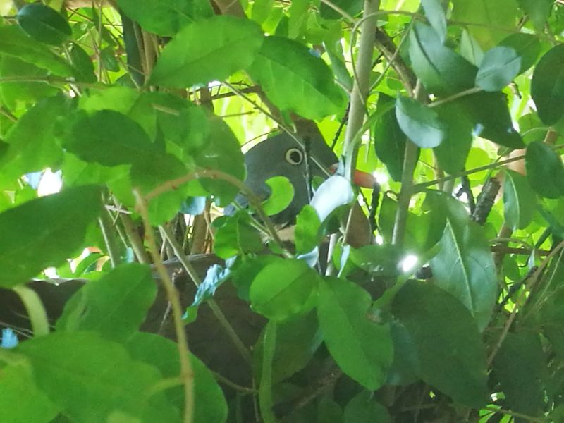 Nuovo coinquilino: Colombaccio (Columba palumbus )