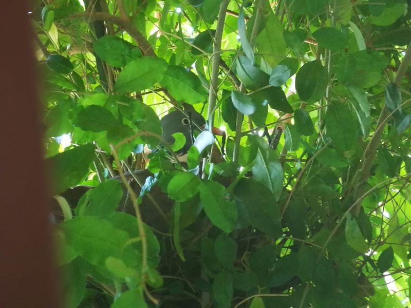 Nuovo coinquilino: Colombaccio (Columba palumbus )