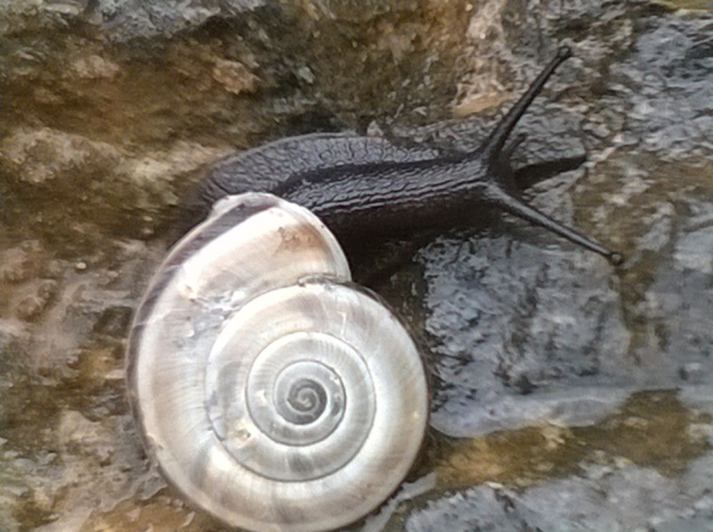 Chilostoma cingulatum apuanum