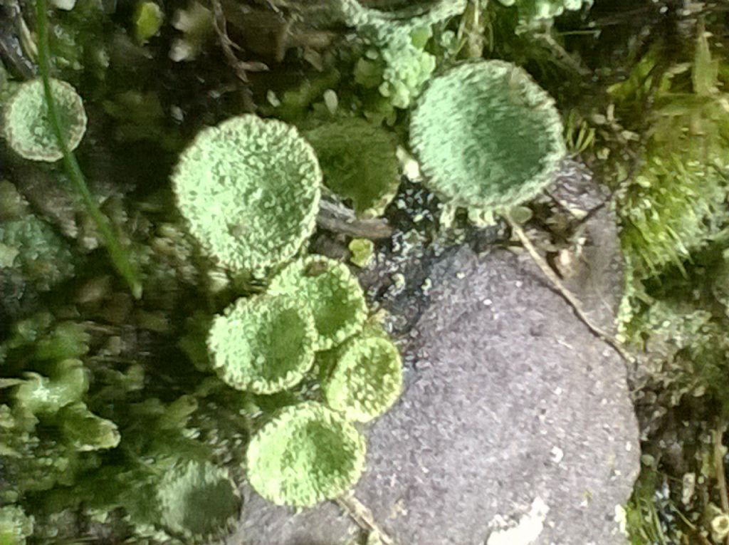 Cladonia sp.?