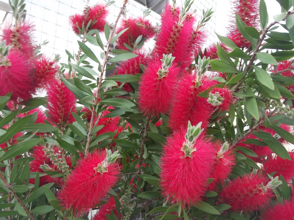 Domanda per gli amici di questo forum (Callistemon)