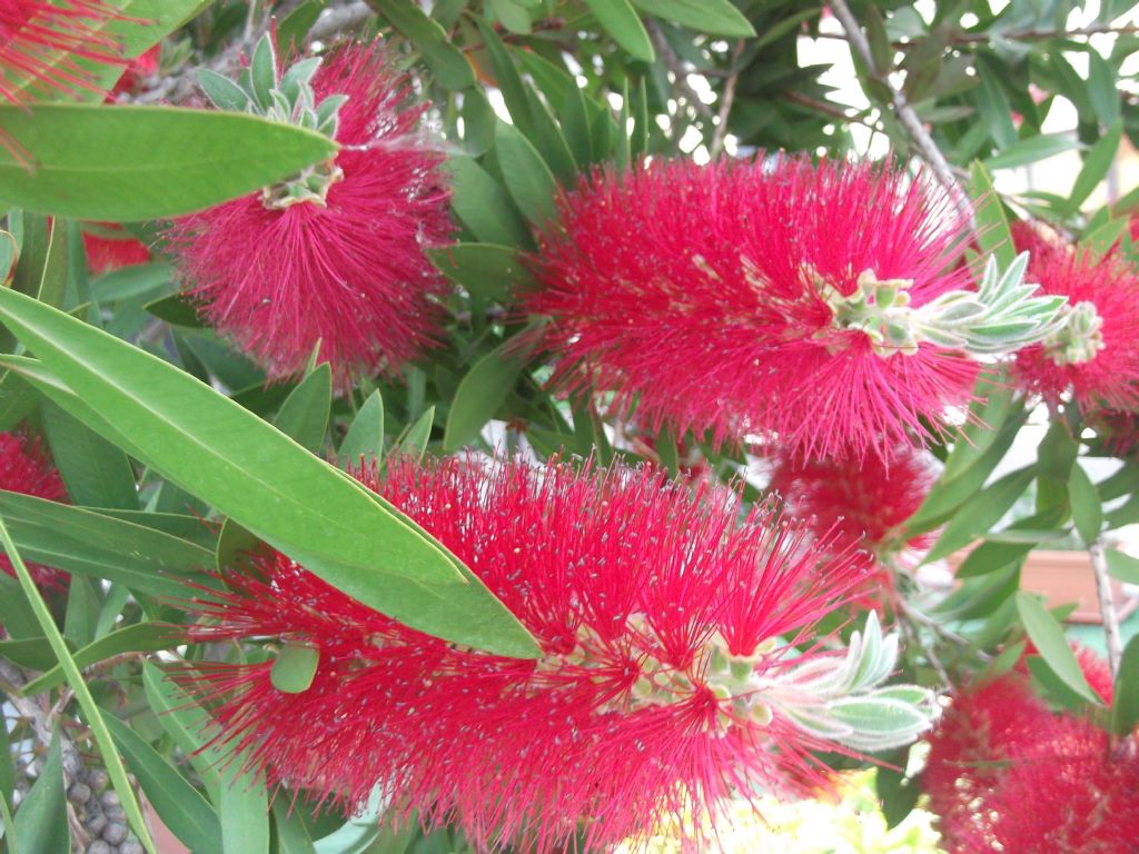 Domanda per gli amici di questo forum (Callistemon)