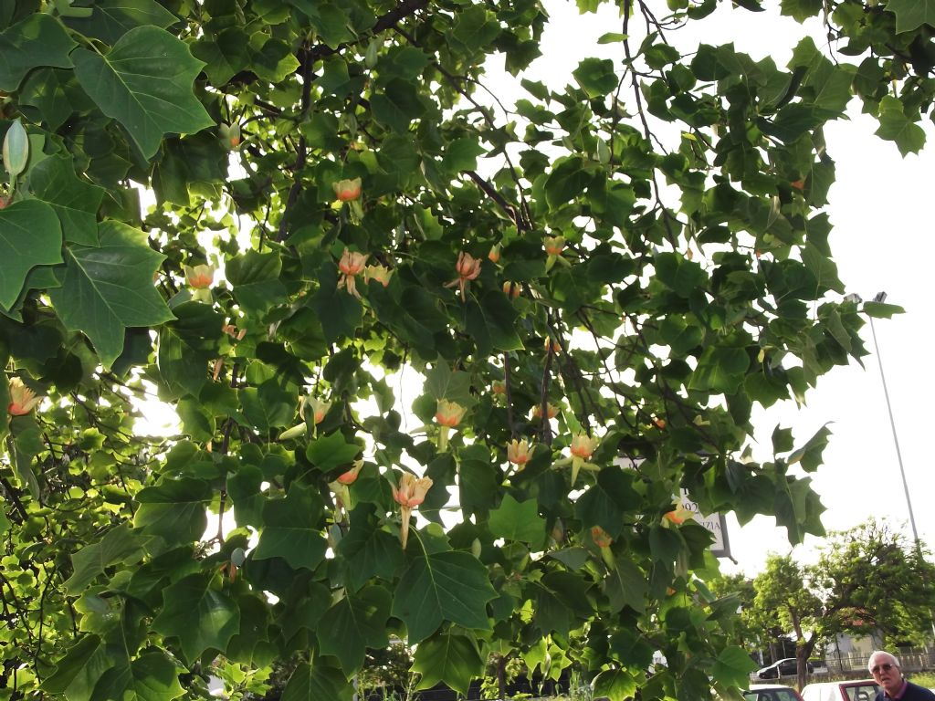 Liriodendron tulipifera