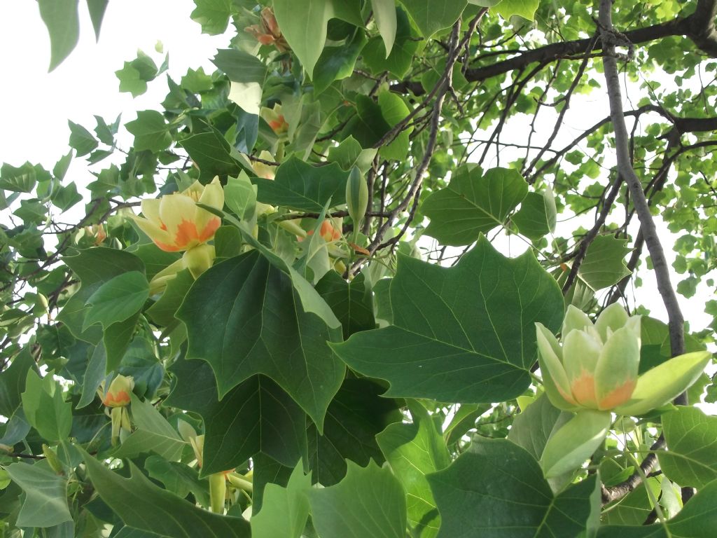 Liriodendron tulipifera