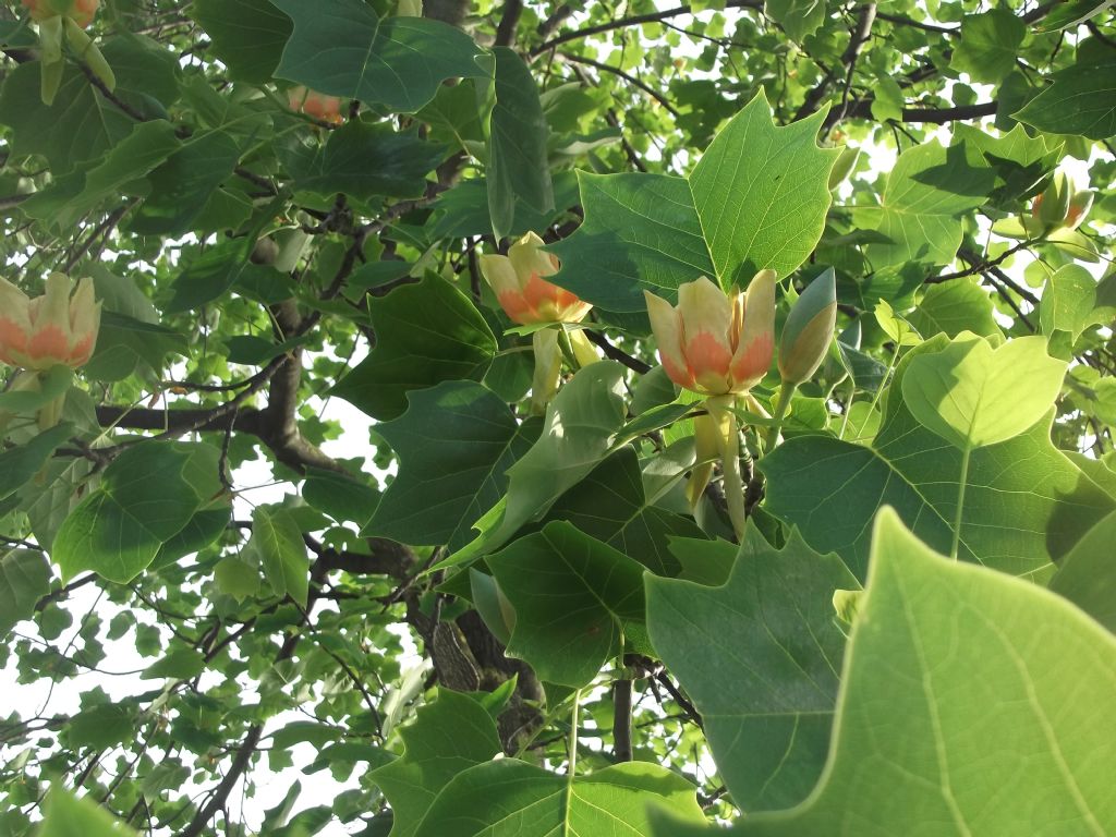 Liriodendron tulipifera