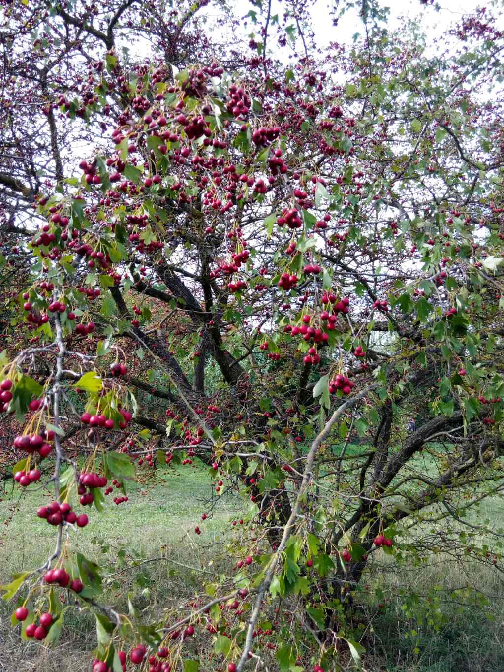 alla periferia di Perugia:  Crataegus monogyna / Biancospino comune