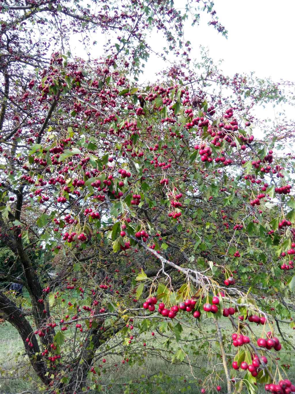 alla periferia di Perugia:  Crataegus monogyna / Biancospino comune