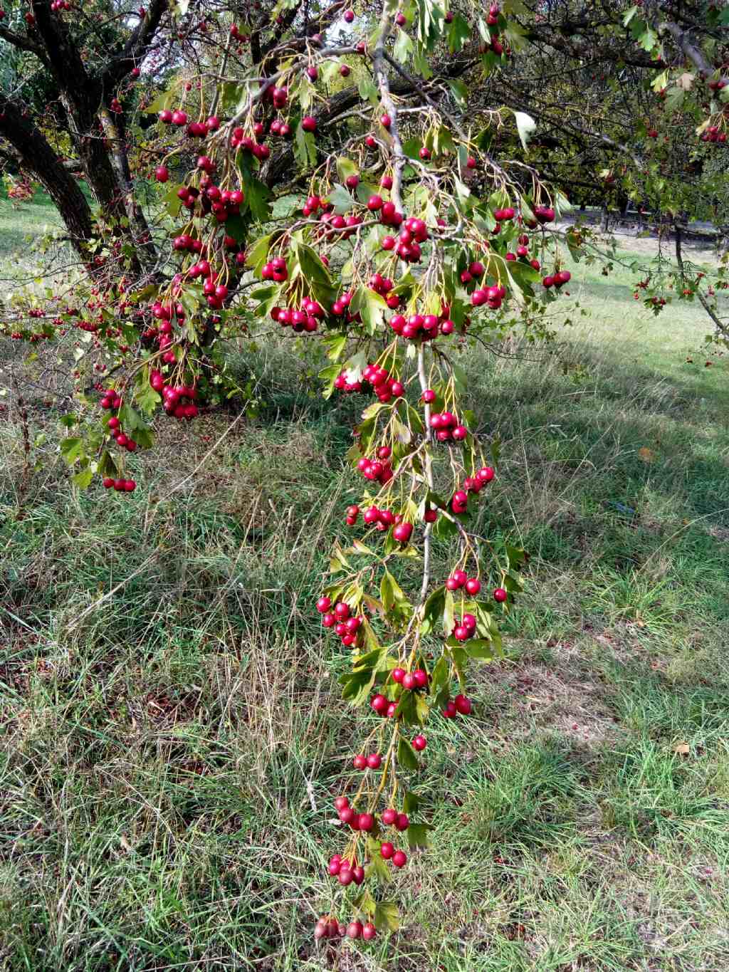 alla periferia di Perugia:  Crataegus monogyna / Biancospino comune