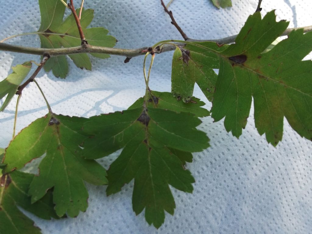 alla periferia di Perugia:  Crataegus monogyna / Biancospino comune