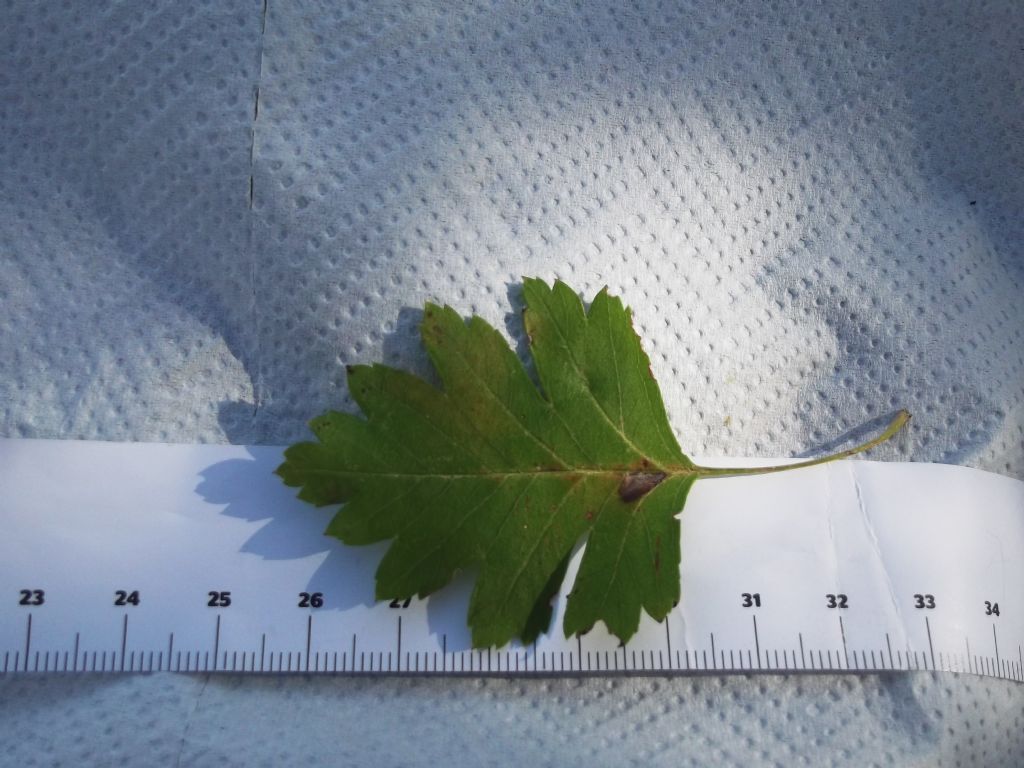 alla periferia di Perugia:  Crataegus monogyna / Biancospino comune