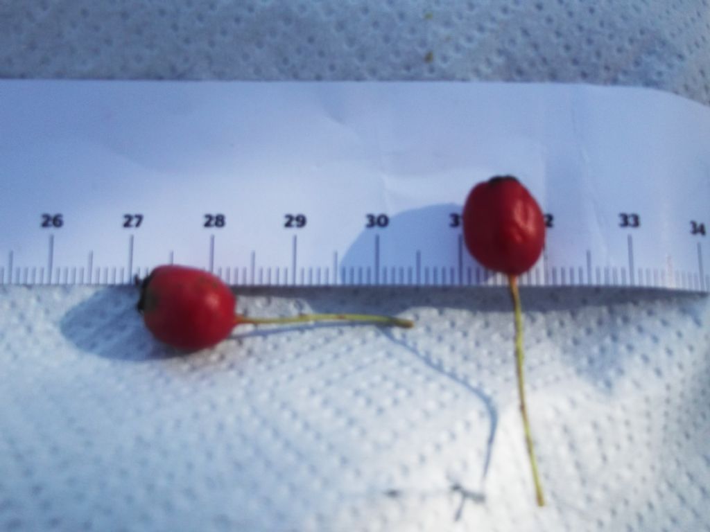 alla periferia di Perugia:  Crataegus monogyna / Biancospino comune