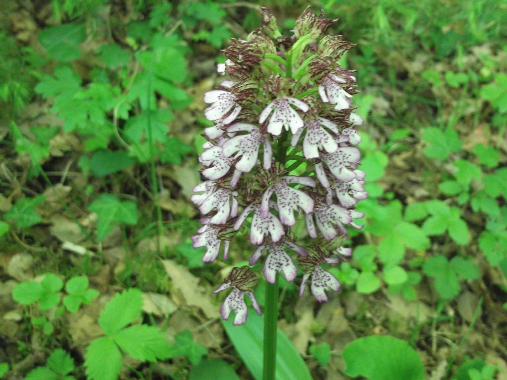 Agli amici di questo forum - Orchis purpurea